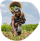 Farmer